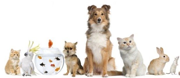 Pet Care for Your Busy Schedule